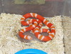 hybino Honduran milksnake (hypo x albino)