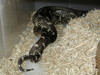 Outer Banks kings (breeding)