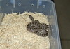 Great Plains ratsnake (emoryi)