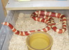 bi-colored albino Honduran milksnake