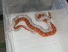 cornsnakes breeding