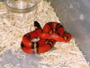 Blanchard's Milksnake (L. t. blanchardi)