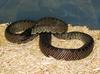 Desert Kingsnake (L. g. splendida) male