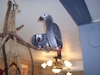 beautiful and loving african grey parrots looking for a loving family to take them