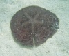 Marine Life of Jumeirah Open Beach, Dubai, UAE