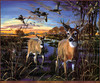 Panthera 0004 David H. Bollman Evening Encounter