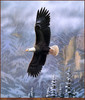 Panthera 0011 Leo Stans Majestic Flight