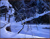 Panthera 0026 Rod Tribiger Twilight Timber