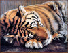 Panthera 0031 Gail Adams Sleeping Beauty