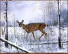 Panthera 0036 Charles H. Denault Frosty Morning