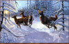 Panthera 0038 Gene Stewart Winter Glory