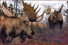 Panthera 0055 Brian Jarvi Confrontation