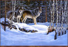 Panthera 0056 A. Vincen-Talbot Nomads