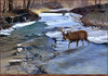 Panthera 0068 Christopher B. Walden Crossing McCabes Creek