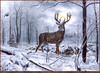 Panthera 0079 Charles H. Denault Swamp Ice