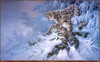 Panthera 0091 Larry Fanning Himalayan Royalty