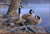 Panthera 0092 Jerry Gadamus A Moments Rest