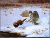 Panthera 0096 Owen Gromme Goshawk Attacking Mink