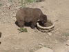 browen bear cub