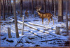 Panthera 0102 Harry Antis Woodland Prince