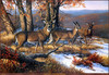 Panthera 0106 Linda Picken North Ridge Whitetails