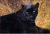 Panthera 0110 Carl Brenders Black Sphinx