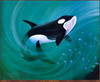 Panthera 0113 Douglas W. Jessup Released