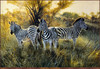 Panthera 0115 Matthew Hillier The Three Graces