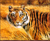 Panthera 0117 Spencer Hodge Savannah Alert