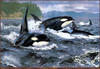 Panthera 0118 Brian Jarvi Orca-Stration