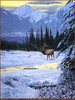 Panthera 0120 Ron S. Parker Yellow Dawn