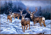Panthera 0127 Rosemary Millette Broken Silence Mule Deer