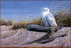 Panthera 0128 Wilhelm J. Goebel Against the Wind