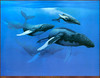 Panthera 0130 Dan McMichael Blue Rhapsody
