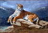 Panthera 0140 Raymond Reibel Dawns Early Light