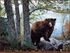 Panthera 0148 Charles Frace Morning Watch