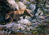 Panthera 0156 Carl Brenders Silent Passage