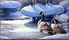 Panthera 0172 Jay Johnson Winter Thaw