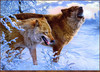 Panthera 0183 Lee Kromschroeder Where Theres Smoke Theres  Fire