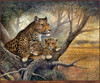 Panthera 0184 Ruane Manning Shadow of Love