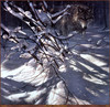 Panthera 0186 Collin Bogle Out of the Darkness