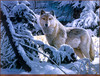 Panthera 0202 Jerry Gadamus Silent White