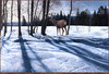 Panthera 0205 Ron S. Parker Afternoon Shadows