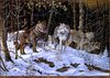 Panthera 0217 Terry Doughty Phantoms of the Tamarack