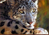 Panthera 0233 Carl Brenders West of the Moon