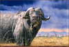 Panthera 0243 Daniel Smith Cape Thunder