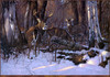 Panthera 0247 Hayden Lambson The Magic Hour