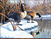 Panthera 0249 Frank Mittelstadt Mirrored Image