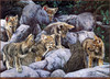 Panthera 0251 Judy Larson Childs Play