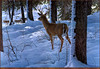 Panthera 0253 Ron S. Parker Whitetail and Wolves